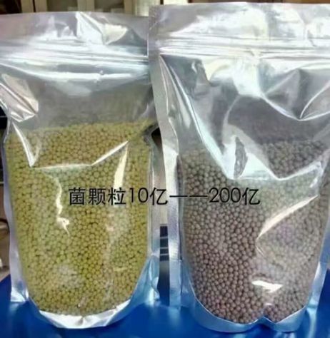 點(diǎn)擊查看詳細(xì)信息<br>標(biāo)題：枯草芽孢桿菌菌劑顆粒 閱讀次數(shù)：3328