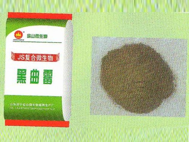 點(diǎn)擊查看詳細(xì)信息<br>標(biāo)題：黑曲霉 閱讀次數(shù)：2032