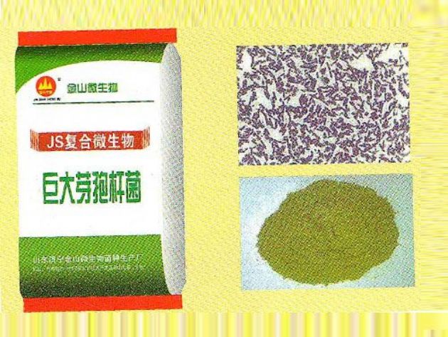點(diǎn)擊查看詳細(xì)信息<br>標(biāo)題：巨大芽孢桿菌 閱讀次數(shù)：1900